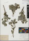 Foto von Salix glabra Scop.